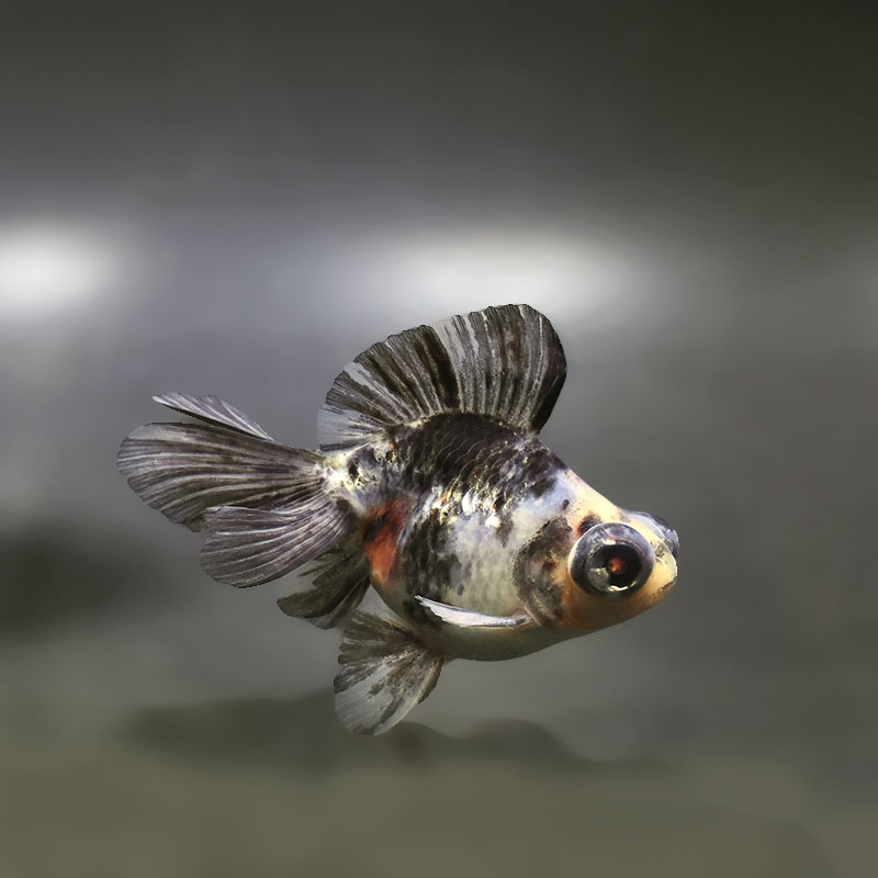 【金魚王子】キャリコ蝶尾 9.5±1cm前後 (個体番号：xsw672) 金魚 きんぎょ 生体 蝶尾 厳選個体