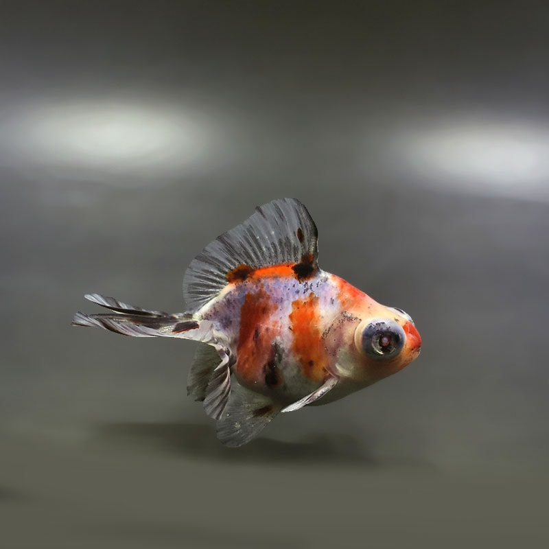 【金魚王子】キャリコ蝶尾 9.5±1cm前後 (個体番号：xsw673) 金魚 きんぎょ 生体 蝶尾 厳選個体