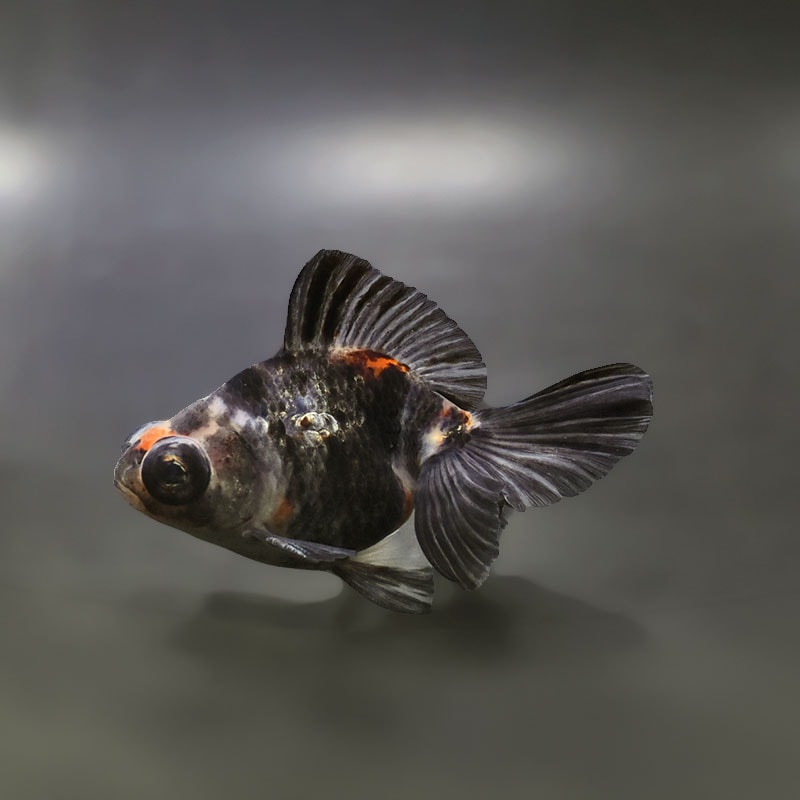 【金魚王子】キャリコ蝶尾 9.5±1cm前後 (個体番号：xsw674) 金魚 きんぎょ 生体 蝶尾 厳選個体