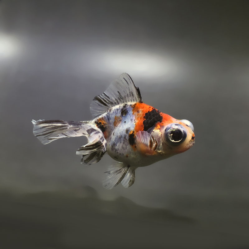 【金魚王子】キャリコ蝶尾 9.5±1cm前後 (個体番号：xsw675) 金魚 きんぎょ 生体 蝶尾 厳選個体