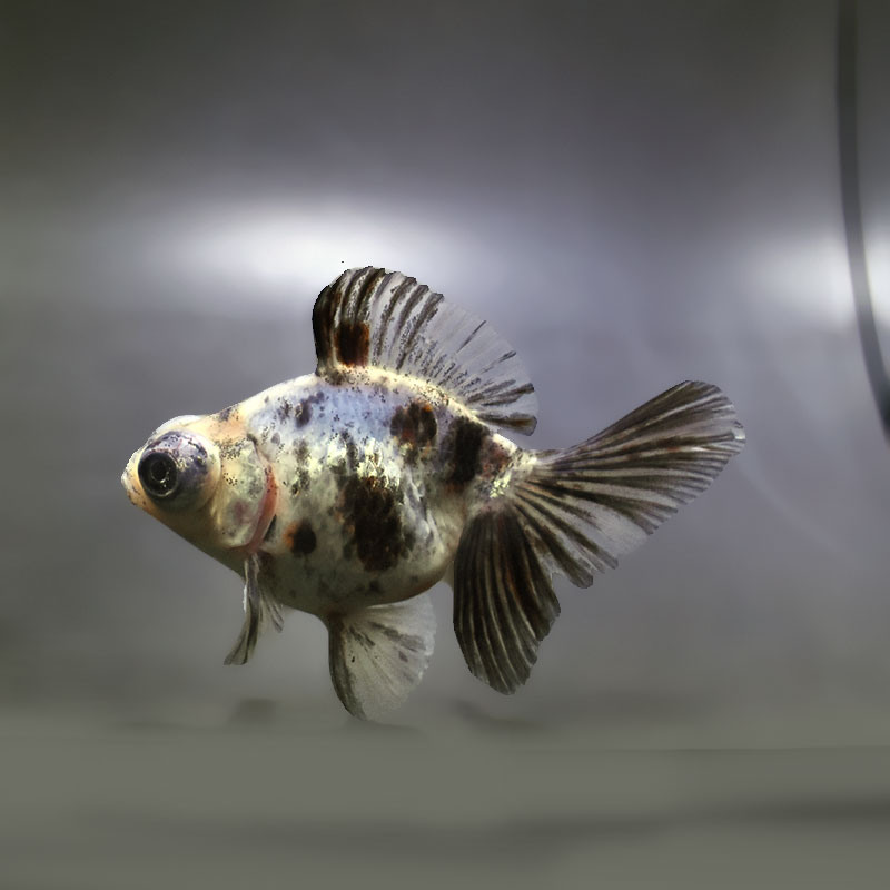 【金魚王子】キャリコ蝶尾 9.5±1cm前後 (個体番号：xsw676) 金魚 きんぎょ 生体 蝶尾 厳選個体