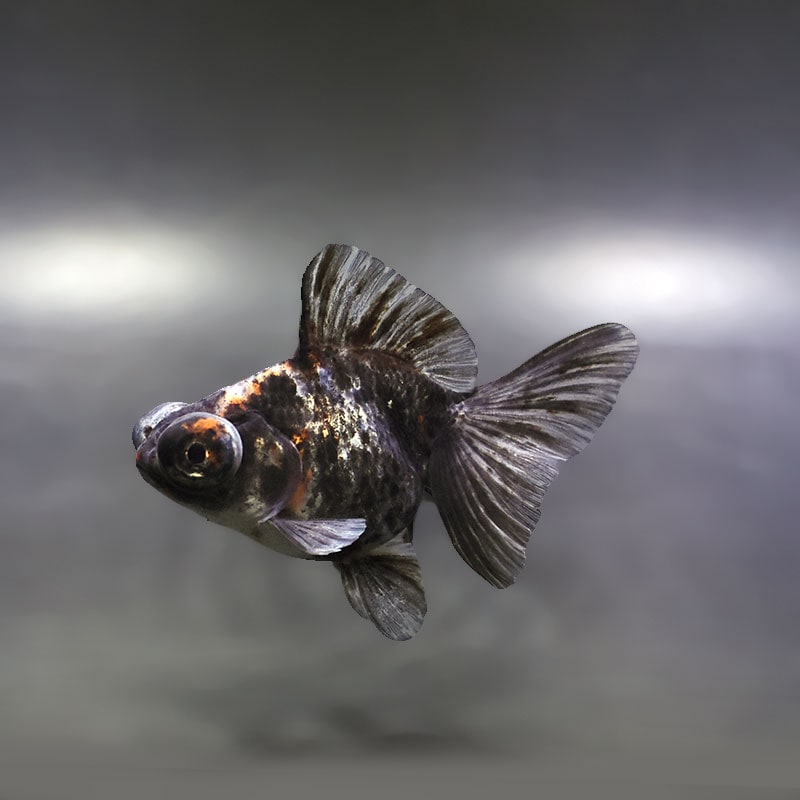 【金魚王子】キャリコ蝶尾 9.5±1cm前後 (個体番号：xsw677) 金魚 きんぎょ 生体 蝶尾 厳選個体