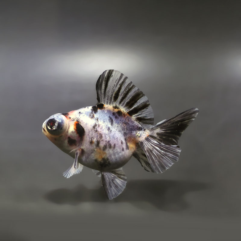 【金魚王子】キャリコ蝶尾 9.5±1cm前後 (個体番号：xsw678) 金魚 きんぎょ 生体 蝶尾 厳選個体