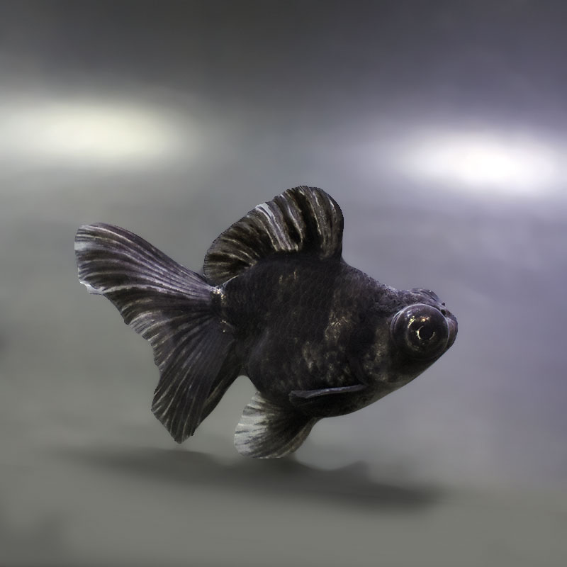 【金魚王子】キャリコ蝶尾 9.5±1cm前後 (個体番号：xsw679) 金魚 きんぎょ 生体 蝶尾 厳選個体