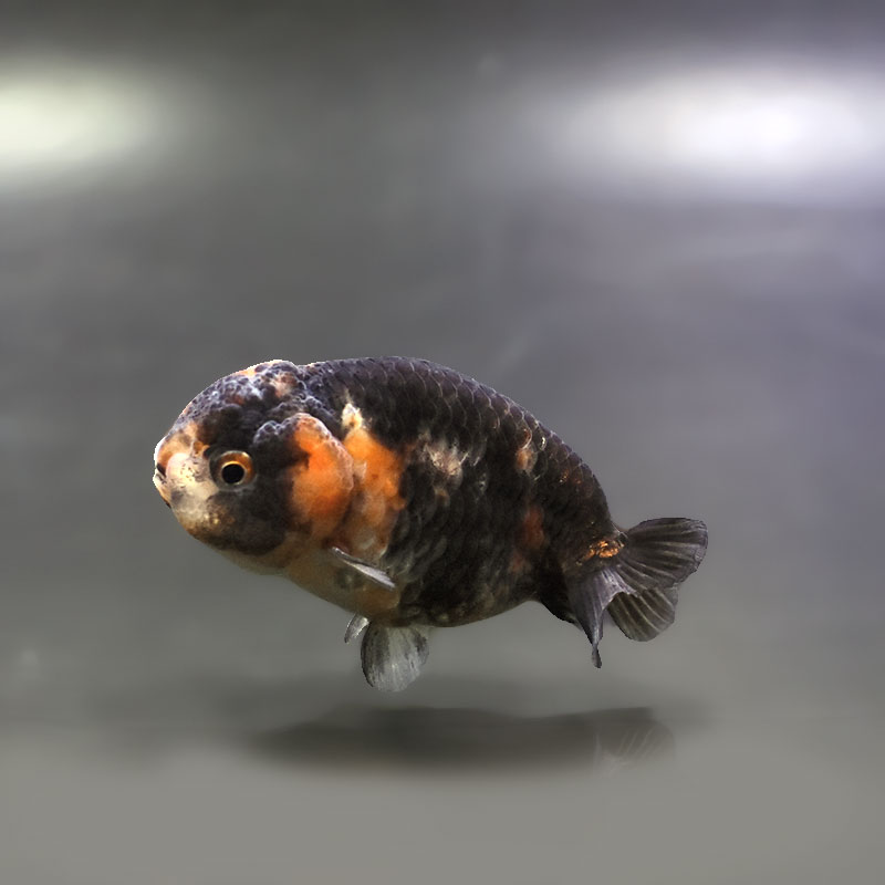 金魚 | 金魚の通販は「金魚王子 オンラインストア」金魚専門店 販売