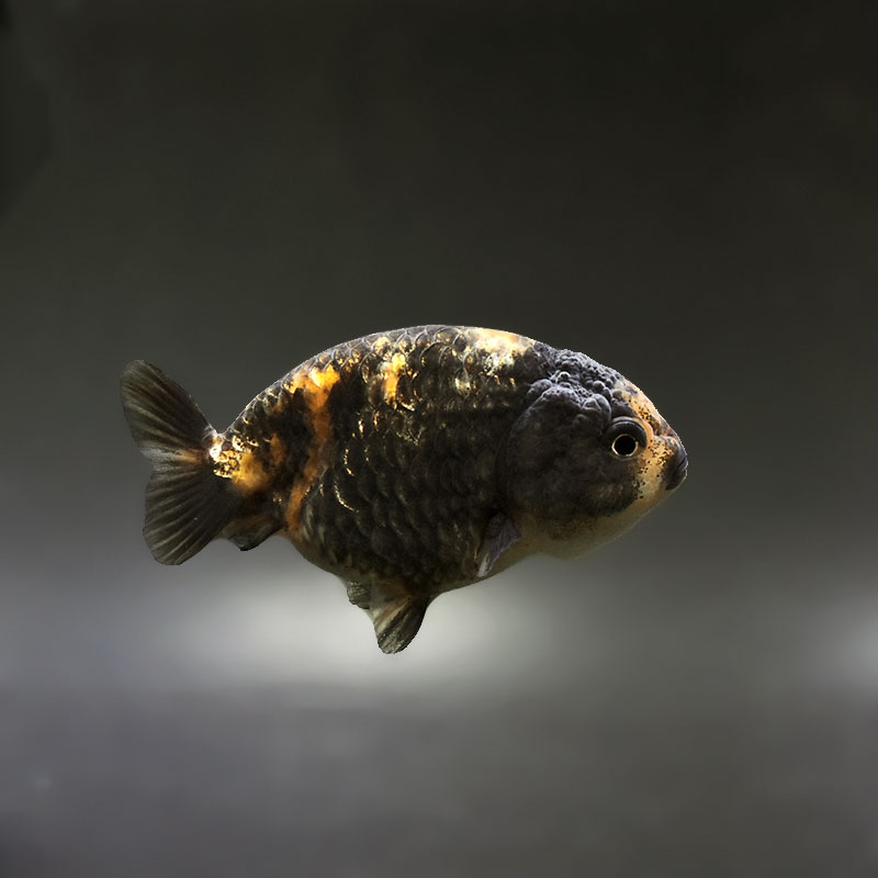 金魚 | 金魚の通販は「金魚王子 オンラインストア」金魚専門店 販売