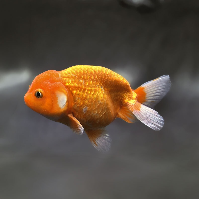金魚,らんちゅう系,らんちゅう | 金魚の通販は「金魚王子 オンライン