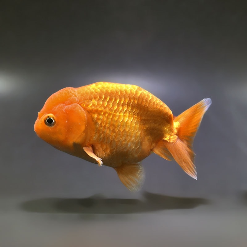 金魚,らんちゅう系 | 金魚の通販は「金魚王子 オンラインストア」金魚
