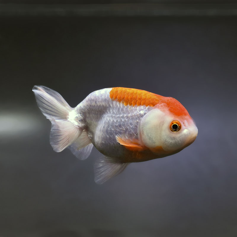 金魚,らんちゅう系 | 金魚の通販は「金魚王子 オンラインストア」金魚