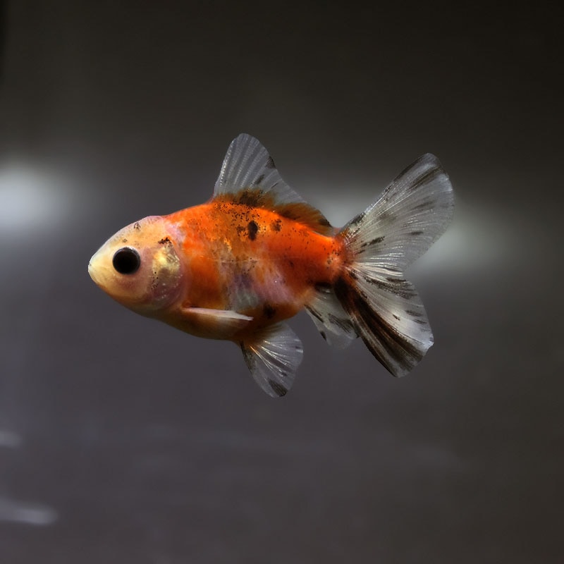 金魚の通販は「金魚王子 オンラインストア」金魚専門店 販売 | 商品一覧