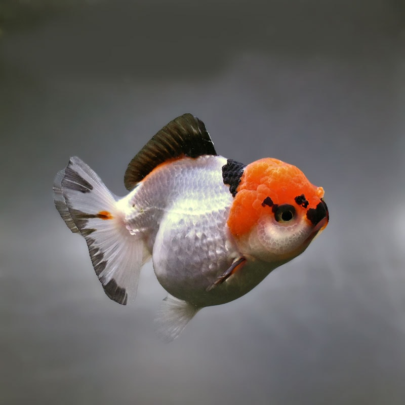 【金魚王子】トリカラーオランダ  9cm前後 (個体番号：xsw721) 金魚 きんぎょ 生体 オランダ獅子頭 厳選個体