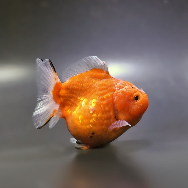 金魚「オランダ」 金魚】オランダ・ローズテール初期飼育レポ。通販を含めた流通と販売