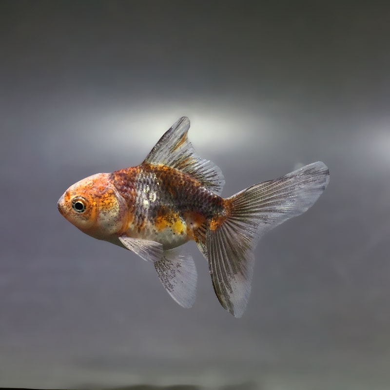 金魚,オランダ系 | 金魚の通販は「金魚王子 オンラインストア」金魚