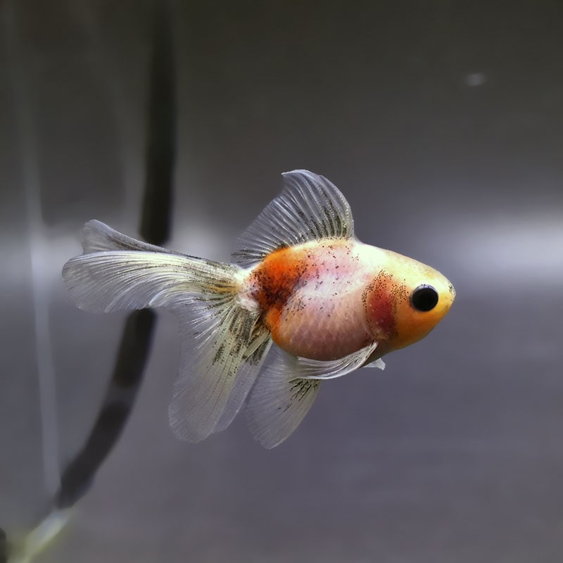 金魚,オランダ系 | 金魚の通販は「金魚王子 オンラインストア」金魚
