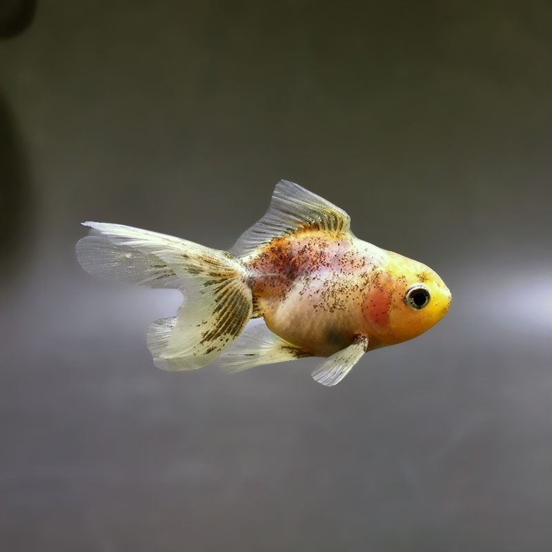 【金魚王子】ハーフムーンオランダ  8.5±1cm前後 (個体番号：xsw744) 金魚 きんぎょ 生体 オランダ獅子頭 厳選個体