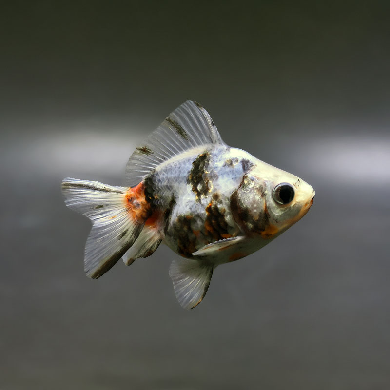 【金魚王子】三色ショートテール琉金 8±1cm前後 (個体番号：xsw751) 金魚 きんぎょ 生体 琉金 厳選個体