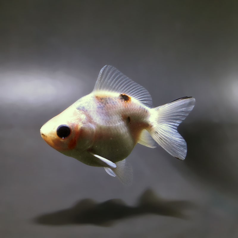 【金魚王子】三色ショートテール琉金 8±1cm前後 (個体番号：xsw752) 金魚 きんぎょ 生体 琉金 厳選個体
