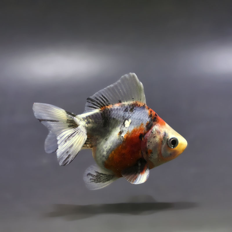 金魚,琉金系 | 金魚の通販は「金魚王子 オンラインストア」金魚専門店 販売
