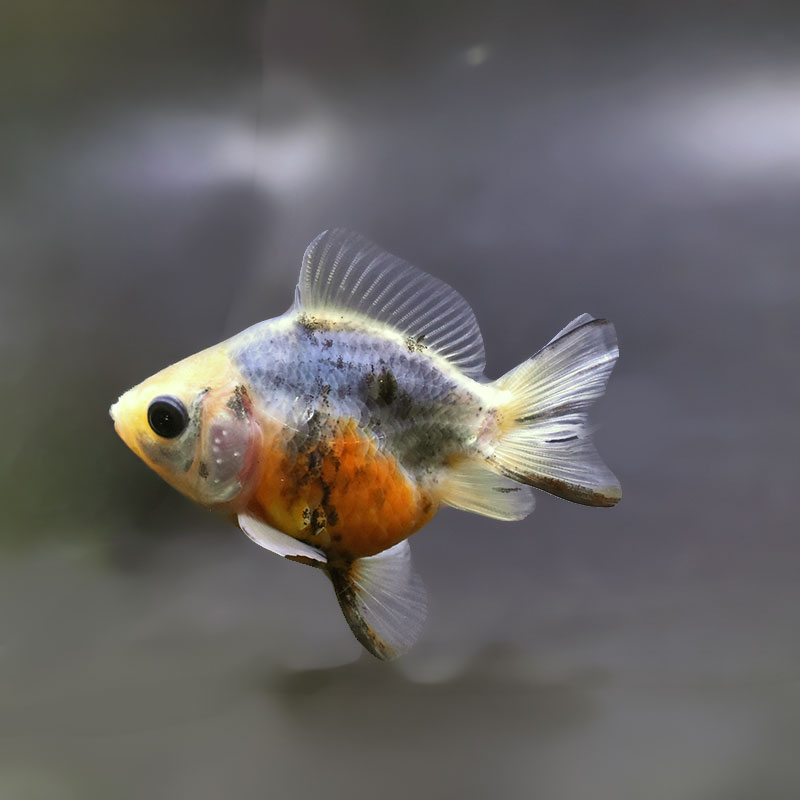 金魚,琉金系,ショートテール | 金魚の通販は「金魚王子 オンライン