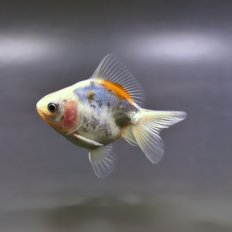 【金魚王子】三色ショートテール琉金 8±1cm前後 (個体番号：xsw755) 金魚 きんぎょ 生体 琉金 厳選個体