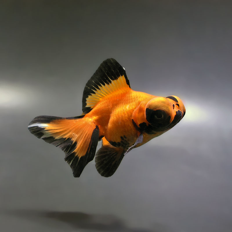 【金魚王子】変わり柄蝶尾 9±1cm前後 (個体番号：xsw761) 金魚 きんぎょ 生体 蝶尾 厳選個体
