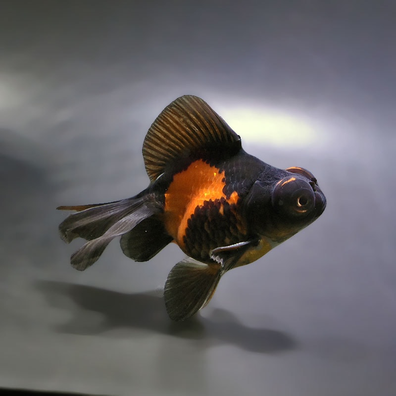 【金魚王子】変わり柄蝶尾 9±1cm前後 (個体番号：xsw762) 金魚 きんぎょ 生体 蝶尾 厳選個体