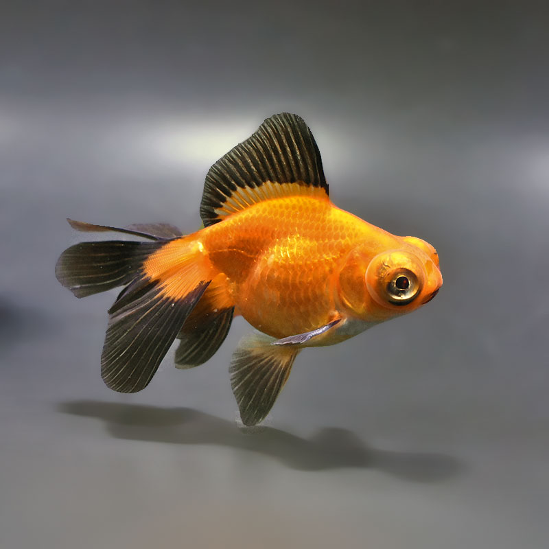 【金魚王子】変わり柄蝶尾 9±1cm前後 (個体番号：xsw763) 金魚 きんぎょ 生体 蝶尾 厳選個体