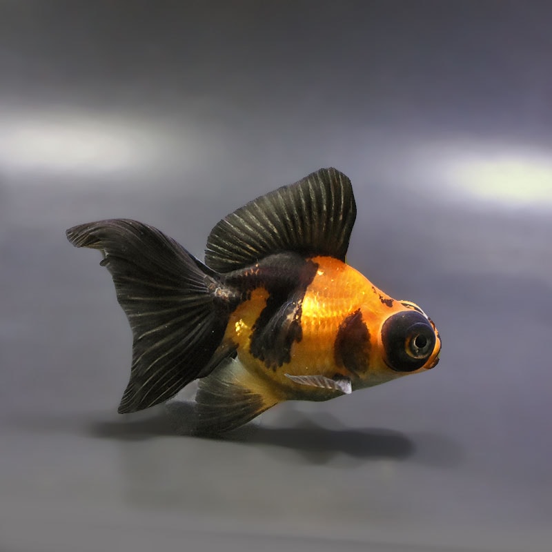 【金魚王子】変わり柄蝶尾 9±1cm前後 (個体番号：xsw764) 金魚 きんぎょ 生体 蝶尾 厳選個体