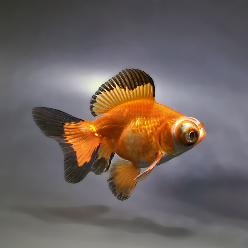 金魚王子】変わり柄蝶尾 9±1cm前後 (個体番号：xsw765) 金魚 きんぎょ