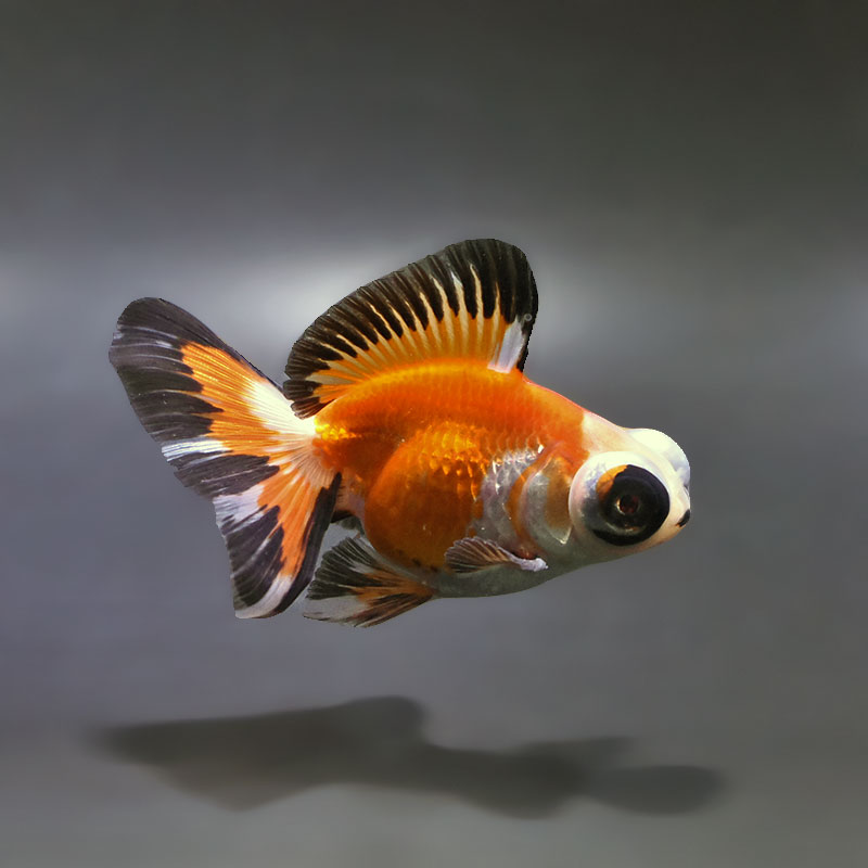 【金魚王子】変わり柄蝶尾 9±1cm前後 (個体番号：xsw766) 金魚 きんぎょ 生体 蝶尾 厳選個体