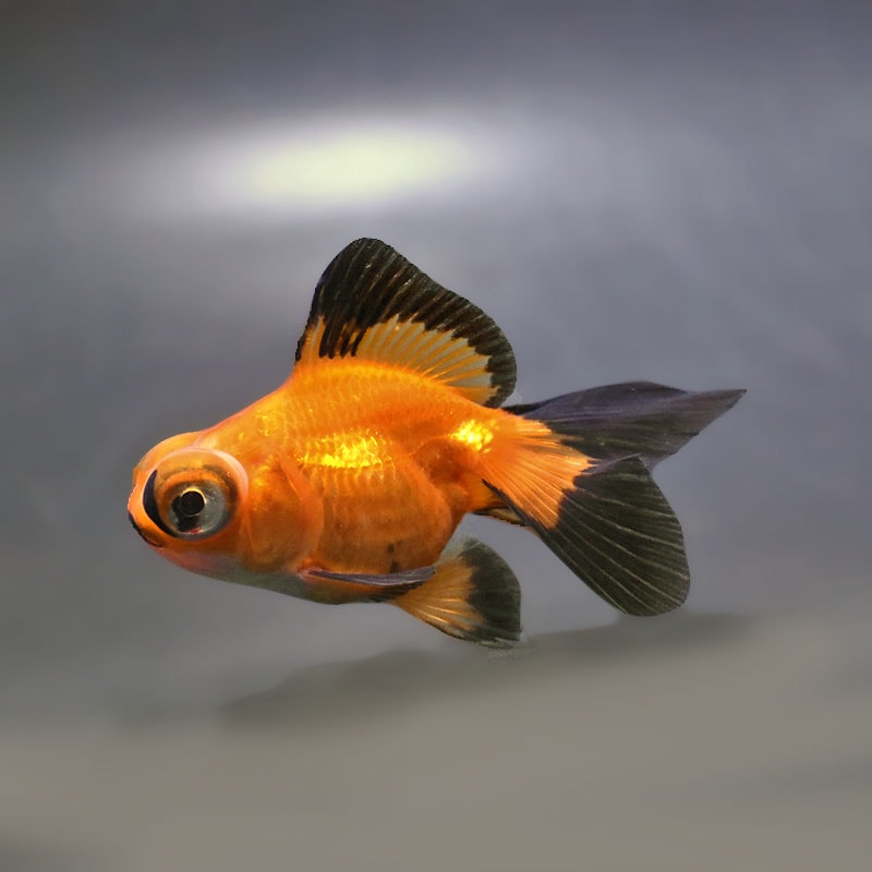 金魚王子】変わり柄蝶尾 9±1cm前後 (個体番号：xsw767) 金魚 きんぎょ