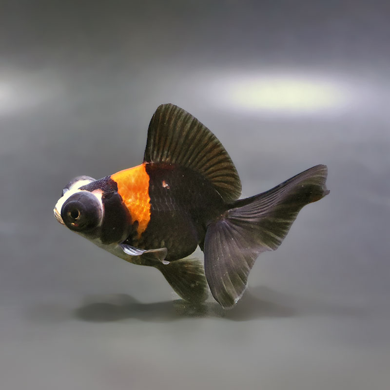 【金魚王子】変わり柄蝶尾 9±1cm前後 (個体番号：xsw768) 金魚 きんぎょ 生体 蝶尾 厳選個体