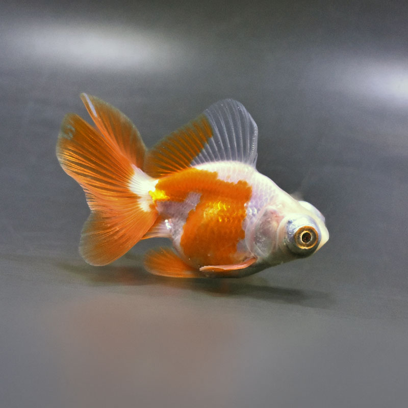金魚王子】更紗蝶尾 9±1cm前後 (個体番号：xsw769) 金魚 きんぎょ 生体