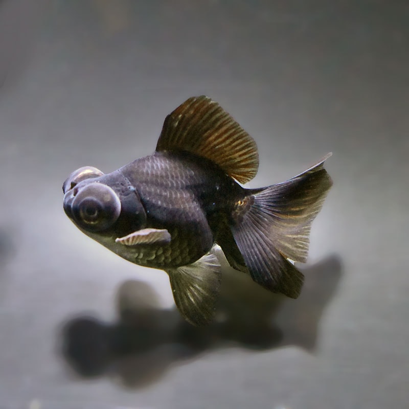 【金魚王子】黒蝶尾 9±1cm前後 (個体番号：xsw770) 金魚 きんぎょ 生体 蝶尾 厳選個体