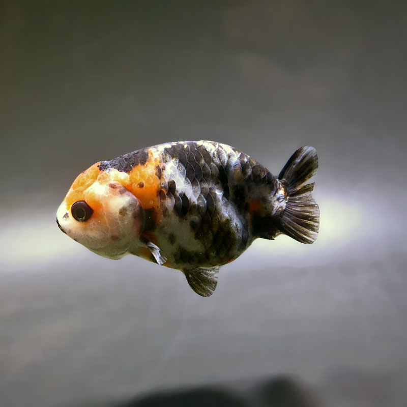 【金魚王子】江戸錦 8.5~9cm前後 (個体番号:xsw781) 金魚 きんぎょ 生体 らんちゅう 厳選個体