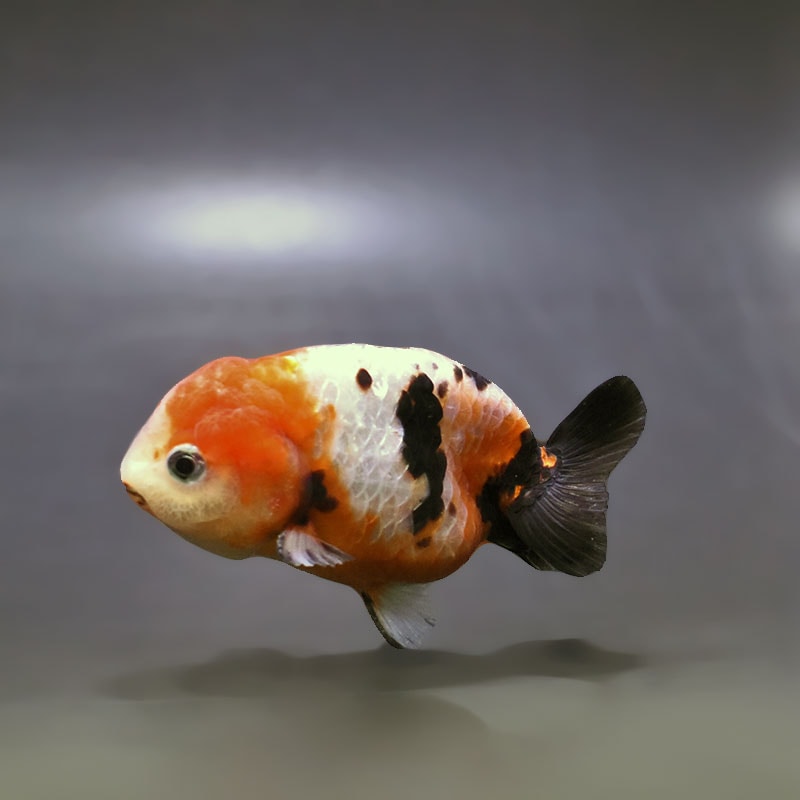 【金魚王子】江戸錦 8.5~9cm前後 (個体番号:xsw782) 金魚 きんぎょ 生体 らんちゅう 厳選個体