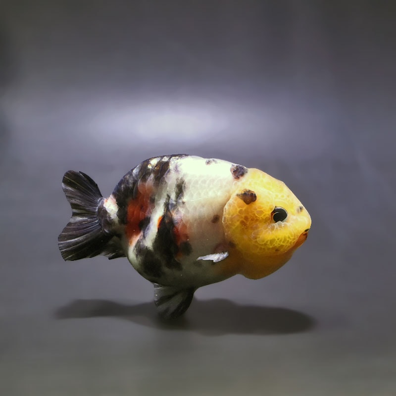 金魚,らんちゅう系,江戸錦 | 金魚の通販は「金魚王子 オンラインストア