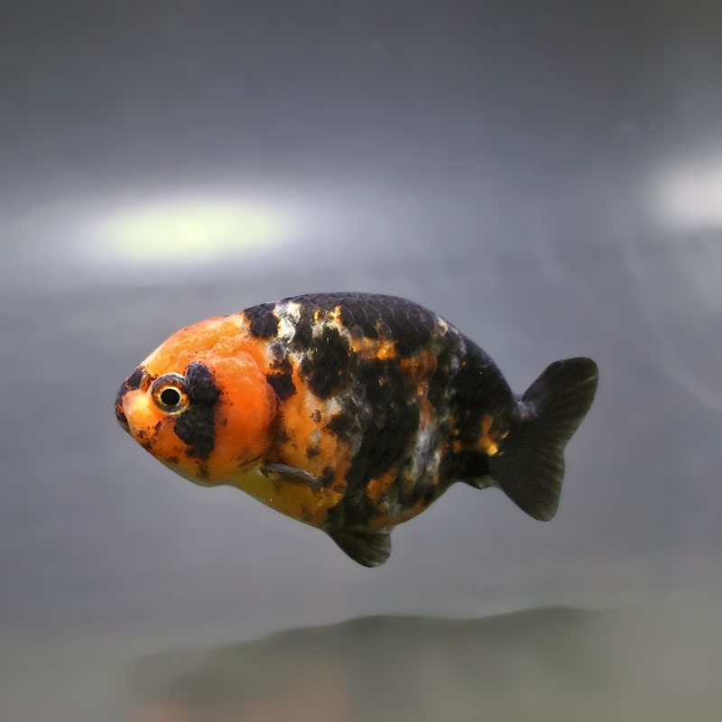 金魚,らんちゅう系,江戸錦 | 金魚の通販は「金魚王子 オンラインストア