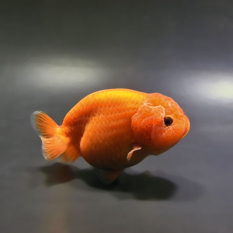 金魚,らんちゅう系,らんちゅう | 金魚の通販は「金魚王子 オンライン