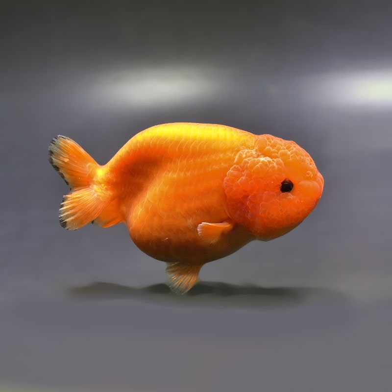 【金魚王子】もみじらんちゅう 10.5cm前後 (個体番号：xsw792) 金魚 きんぎょ 生体 らんちゅう 厳選個体