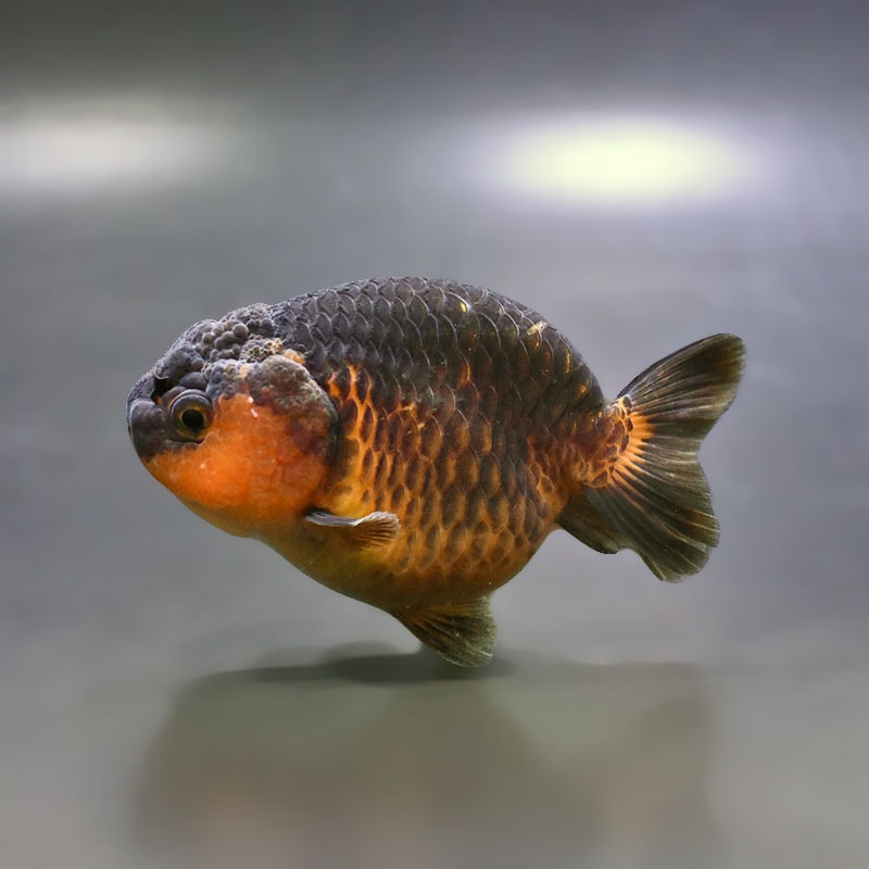 【金魚王子】変わり柄らんちゅう 9cm前後 (個体番号：xsw794) 金魚 きんぎょ 生体 らんちゅう 厳選個体