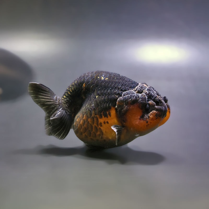 金魚,らんちゅう系,らんちゅう | 金魚の通販は「金魚王子 オンライン