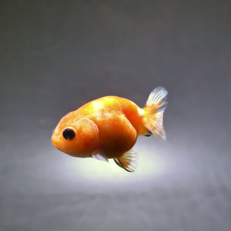 【金魚王子】ベビーらんちゅう 6±1cm前後 (個体番号：xsw801) 金魚 きんぎょ 生体 らんちゅう 厳選個体