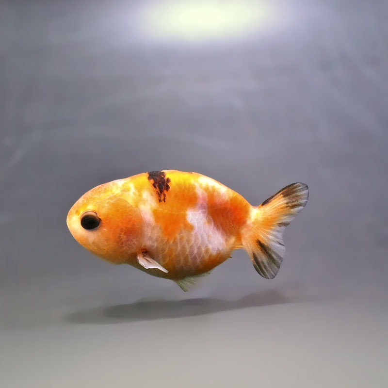 金魚の通販は「金魚王子 オンラインストア」金魚専門店 販売 | 商品一覧