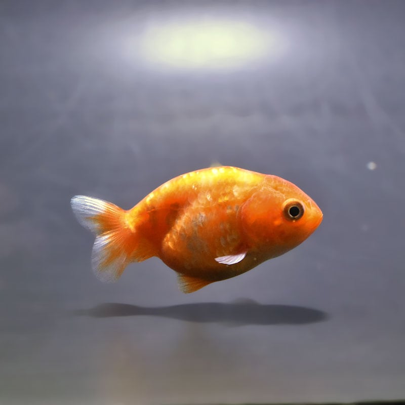 【金魚王子】ベビーらんちゅう 6±1cm前後 (個体番号：xsw803) 金魚 きんぎょ 生体 らんちゅう 厳選個体