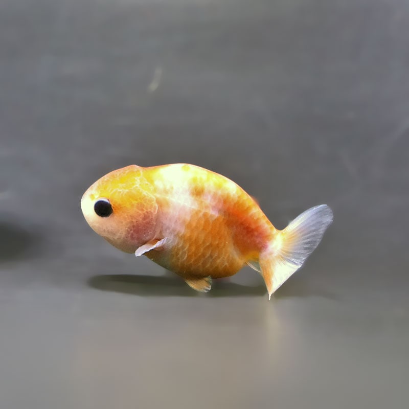 【金魚王子】ベビーらんちゅう 6±1cm前後 (個体番号：xsw804) 金魚 きんぎょ 生体 らんちゅう 厳選個体