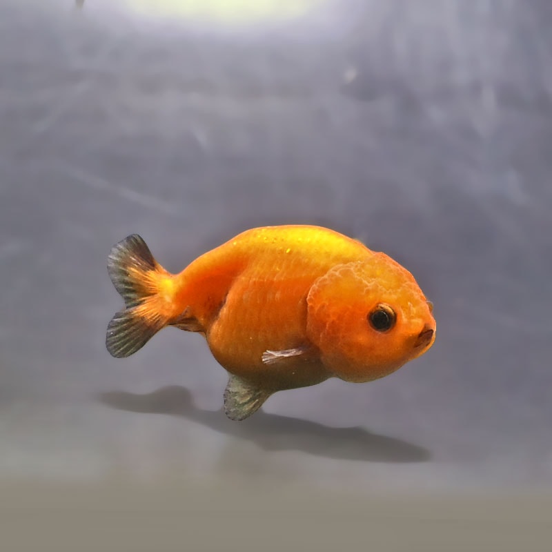 【金魚王子】ベビーらんちゅう 6±1cm前後 (個体番号：xsw805) 金魚 きんぎょ 生体 らんちゅう 厳選個体