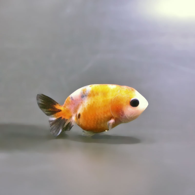 【金魚王子】ベビーらんちゅう 6±1cm前後 (個体番号：xsw806) 金魚 きんぎょ 生体 らんちゅう 厳選個体