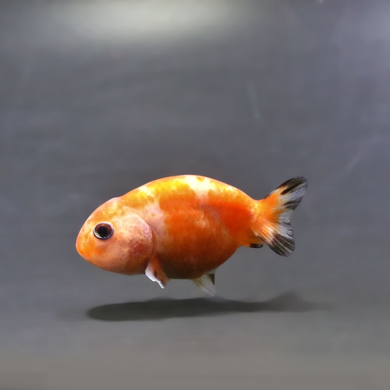 金魚,らんちゅう系 | 金魚の通販は「金魚王子 オンラインストア」金魚