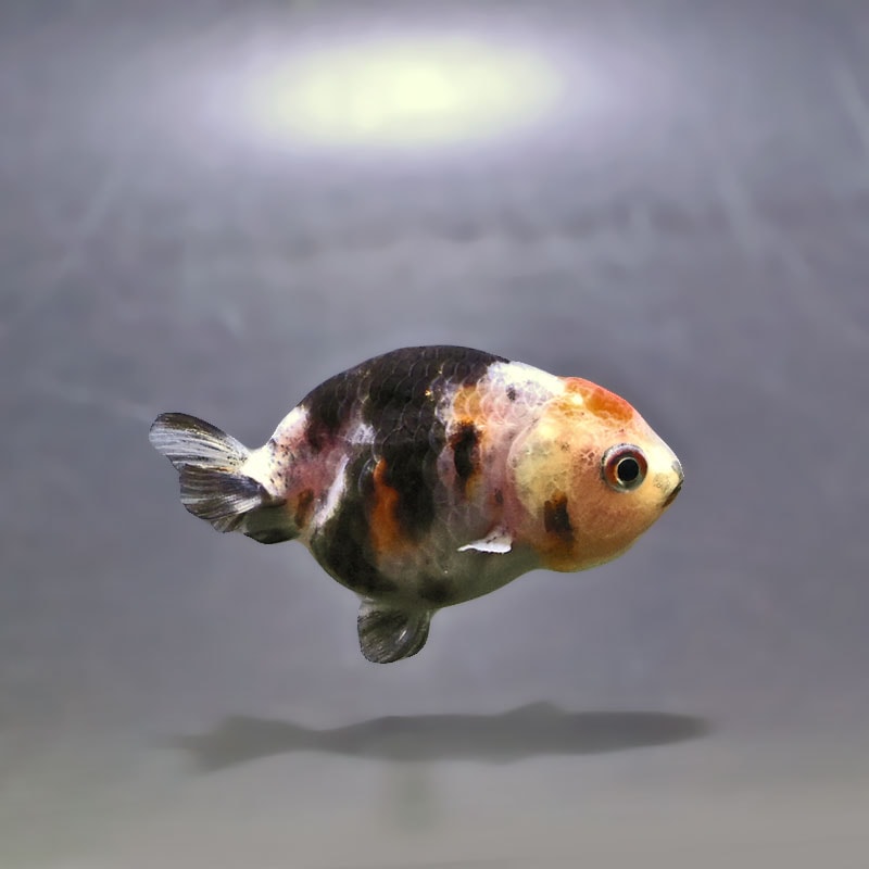 【金魚王子】ベビーらんちゅう 6±1cm前後 (個体番号：xsw810) 金魚 きんぎょ 生体 らんちゅう 厳選個体